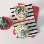 Top Indoor Plants that impress guests